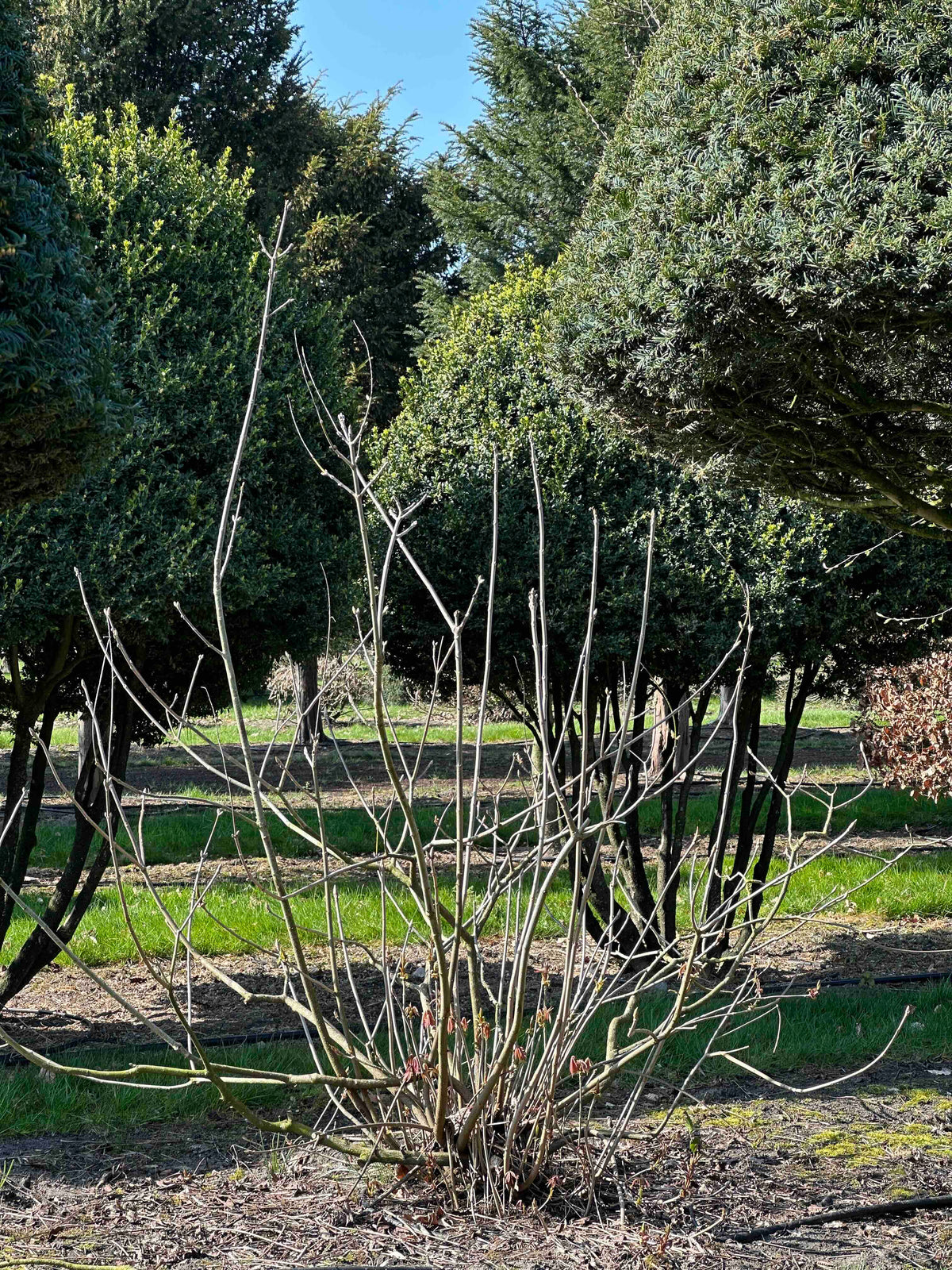 AP SHRUB #017