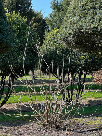 AP SHRUB #017