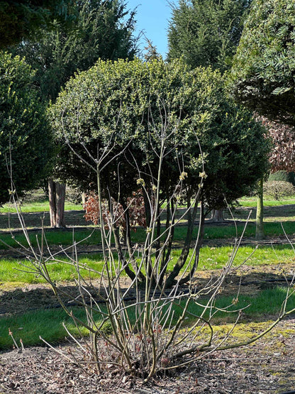 AP SHRUB #016