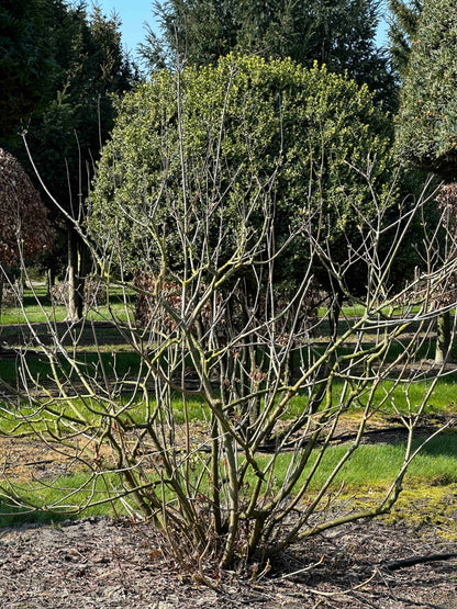 AP SHRUB #014