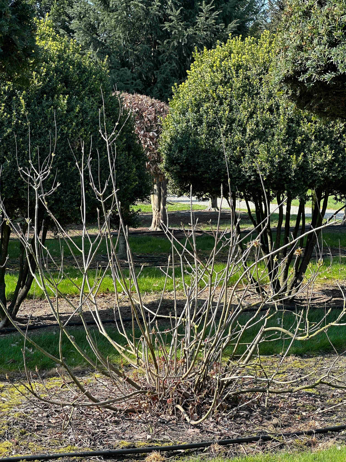 AP SHRUB #011