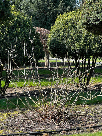 AP SHRUB #011