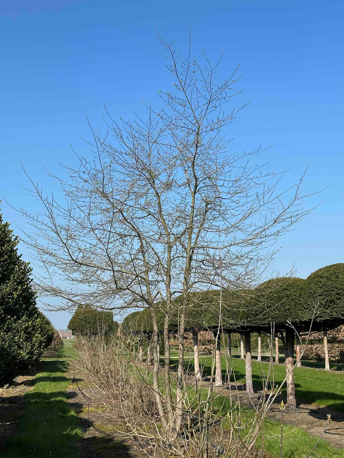 CB TREE #016