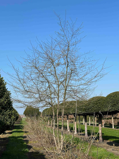 CB TREE #016