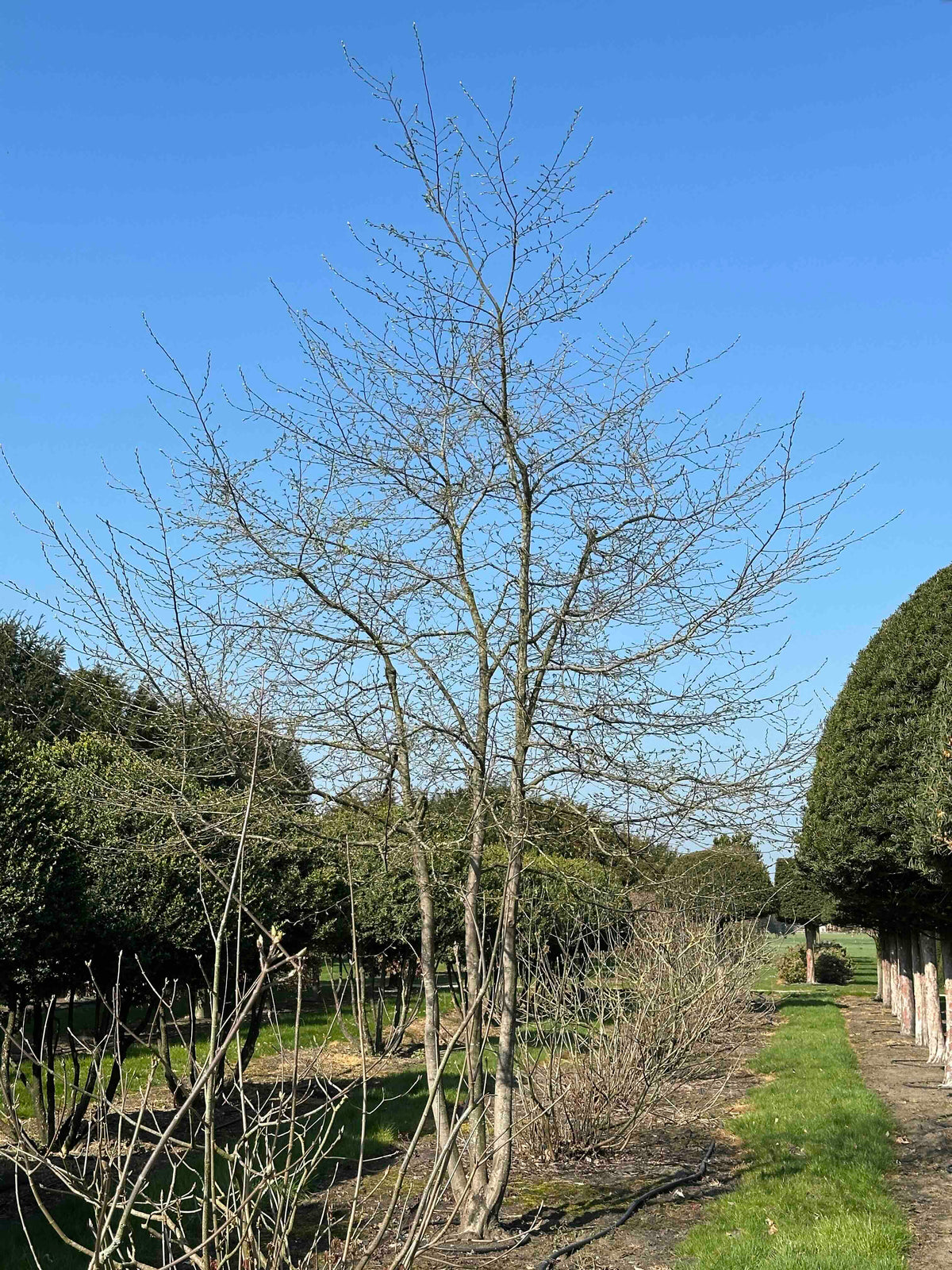 CB TREE #016
