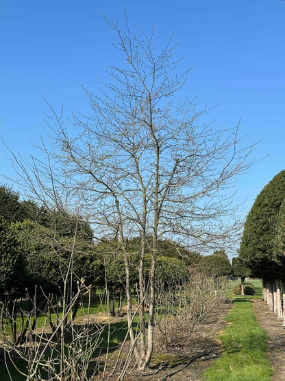 CB TREE #016