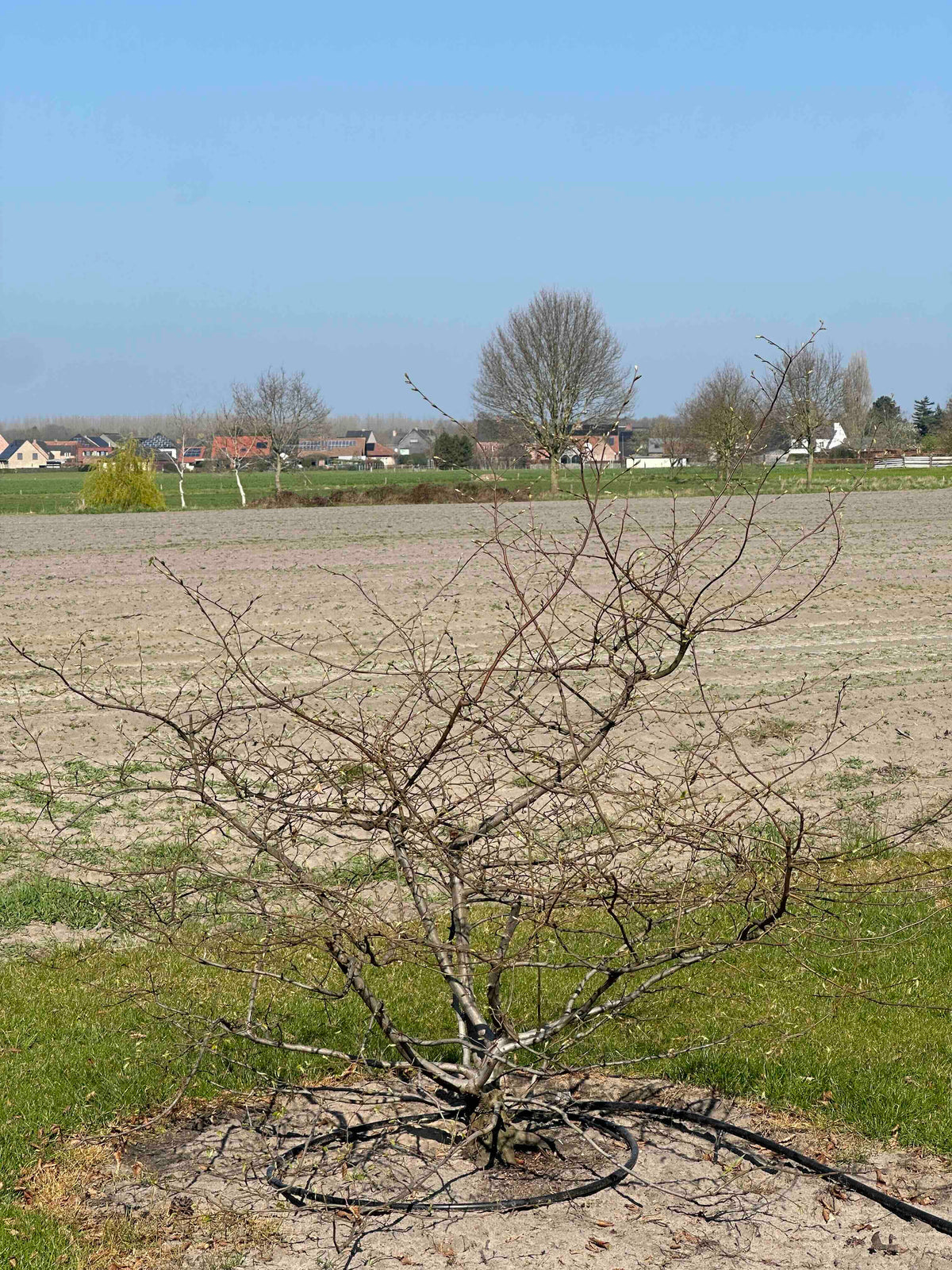 CB TREE #072