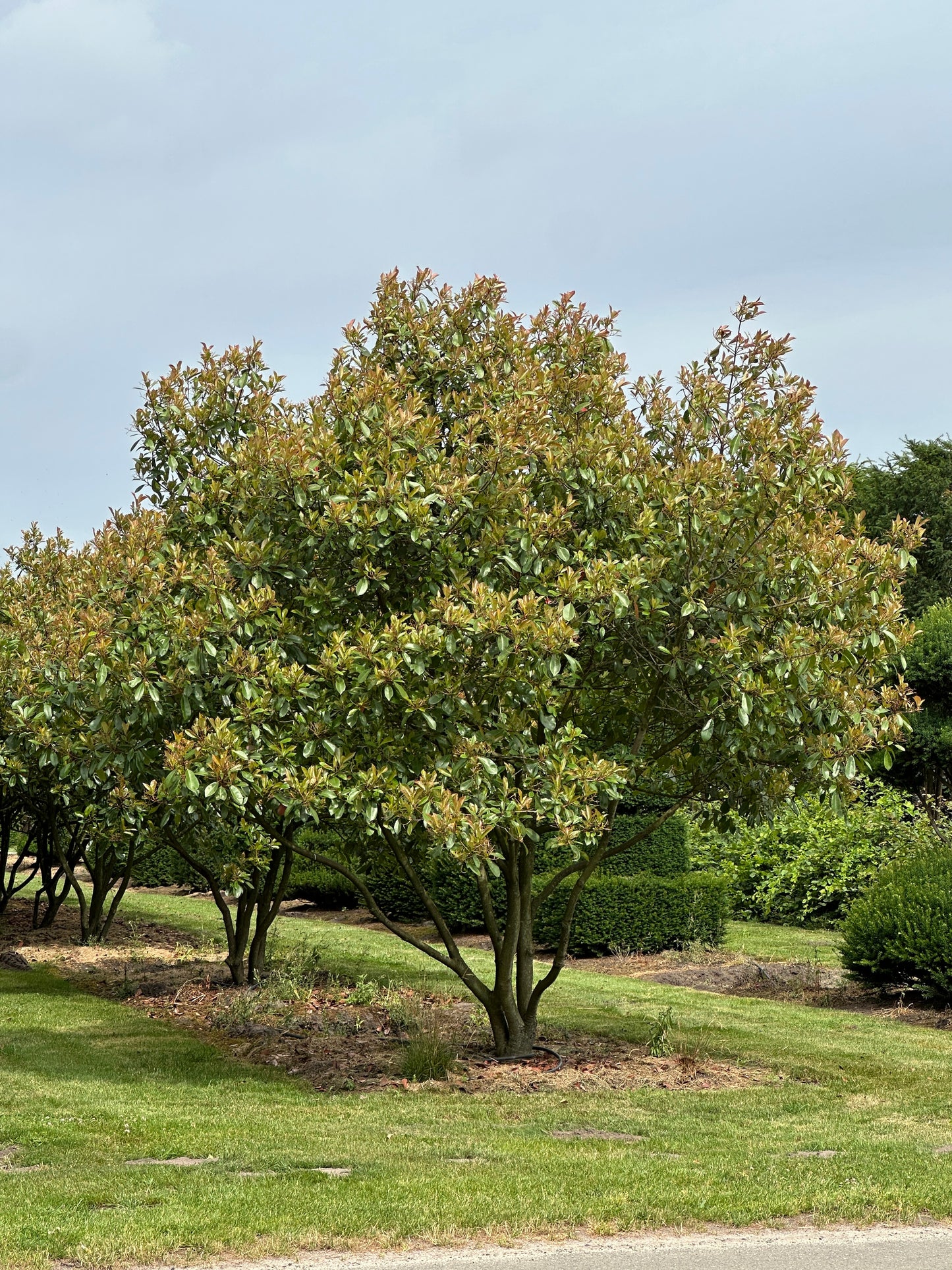 Photinia × fraseri ‘Robusta’ 300/350