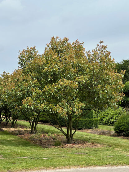 Photinia × fraseri ‘Robusta’ 300/350