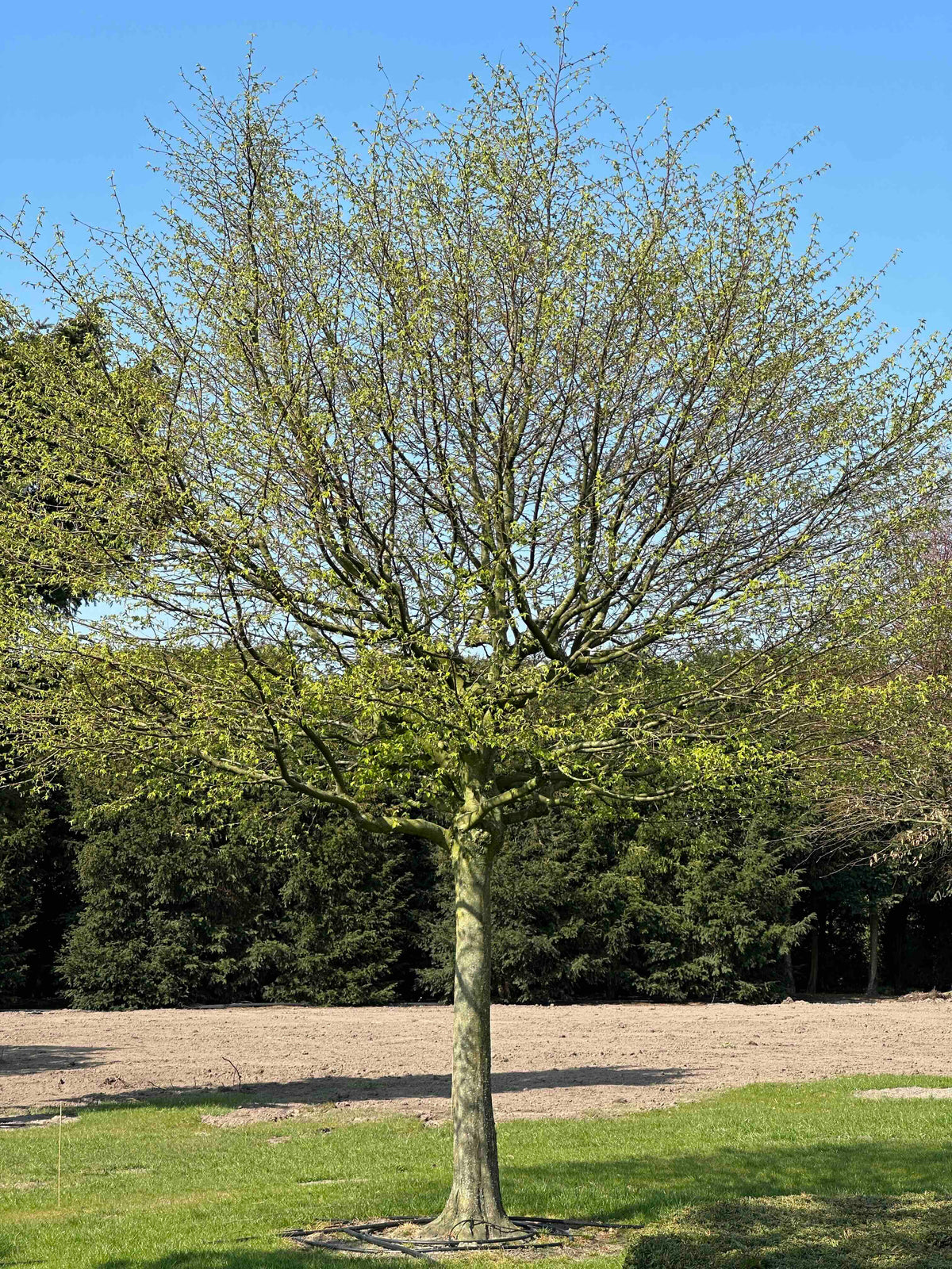CB TREE #023