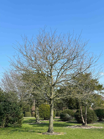QR TREE #001