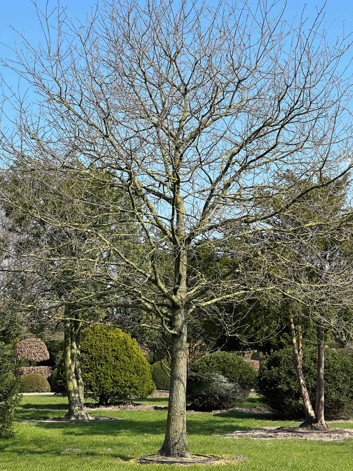 QR TREE #001