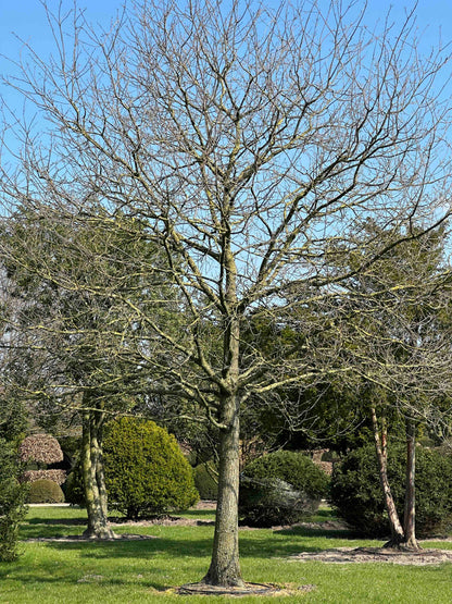 QR TREE #001