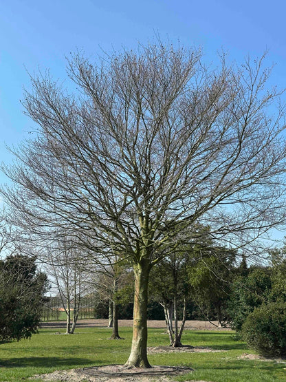FS TREE #001