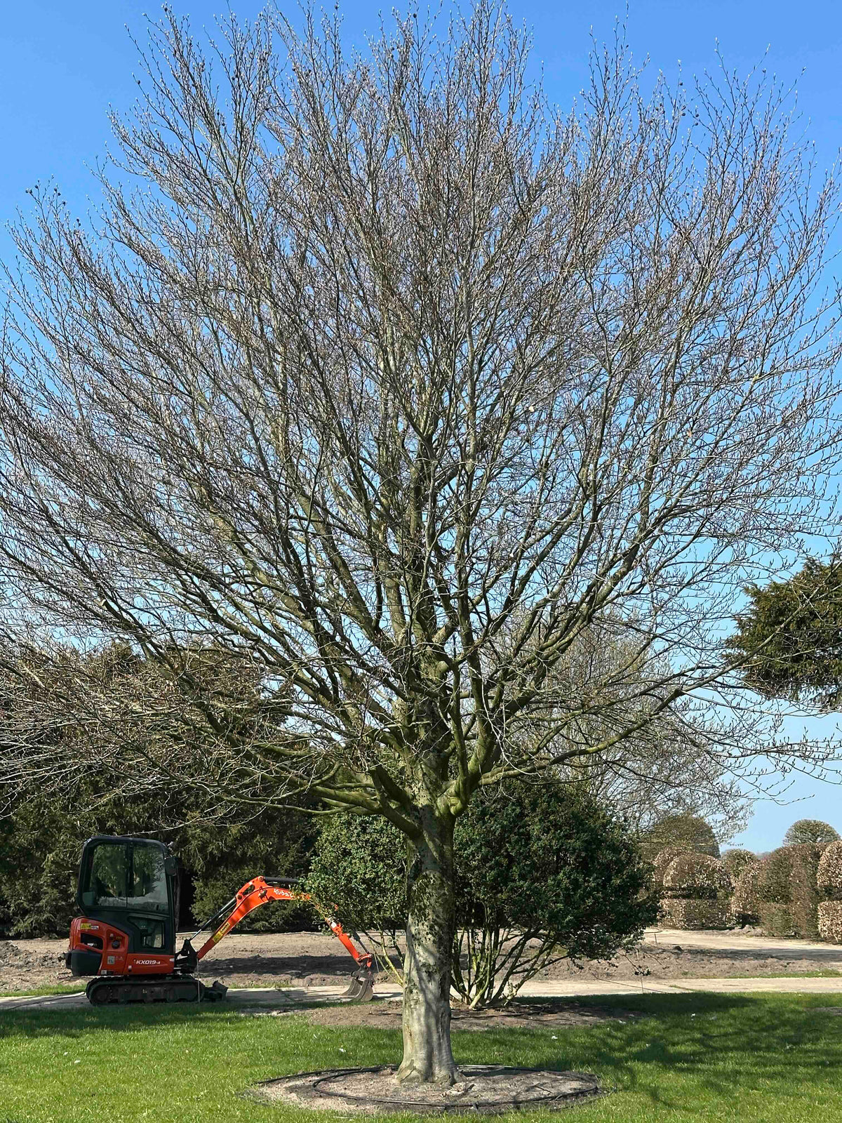 FS TREE #002