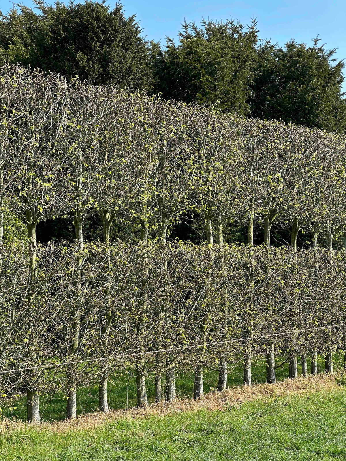CBQ TOPIARY #001
