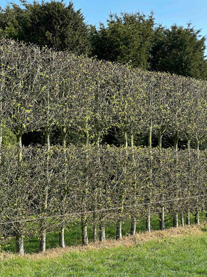 CBQ TOPIARY #001