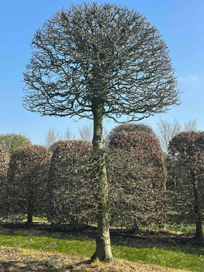 CB TOPIARY #162