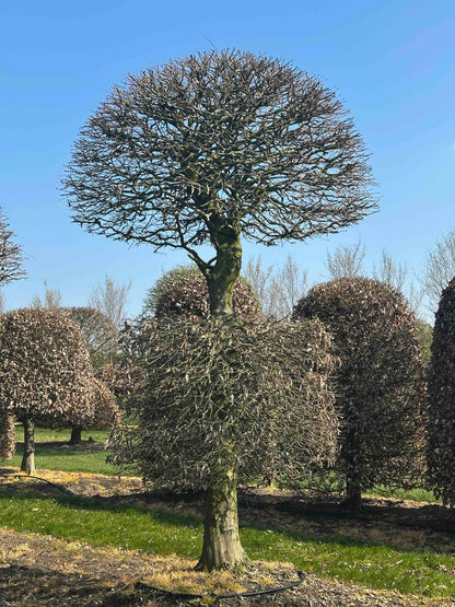 CB TOPIARY #161