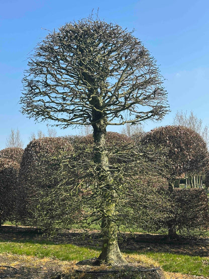 CB TOPIARY #159