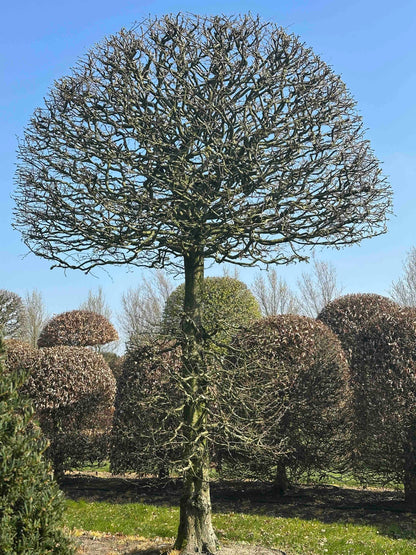 CB TOPIARY #157