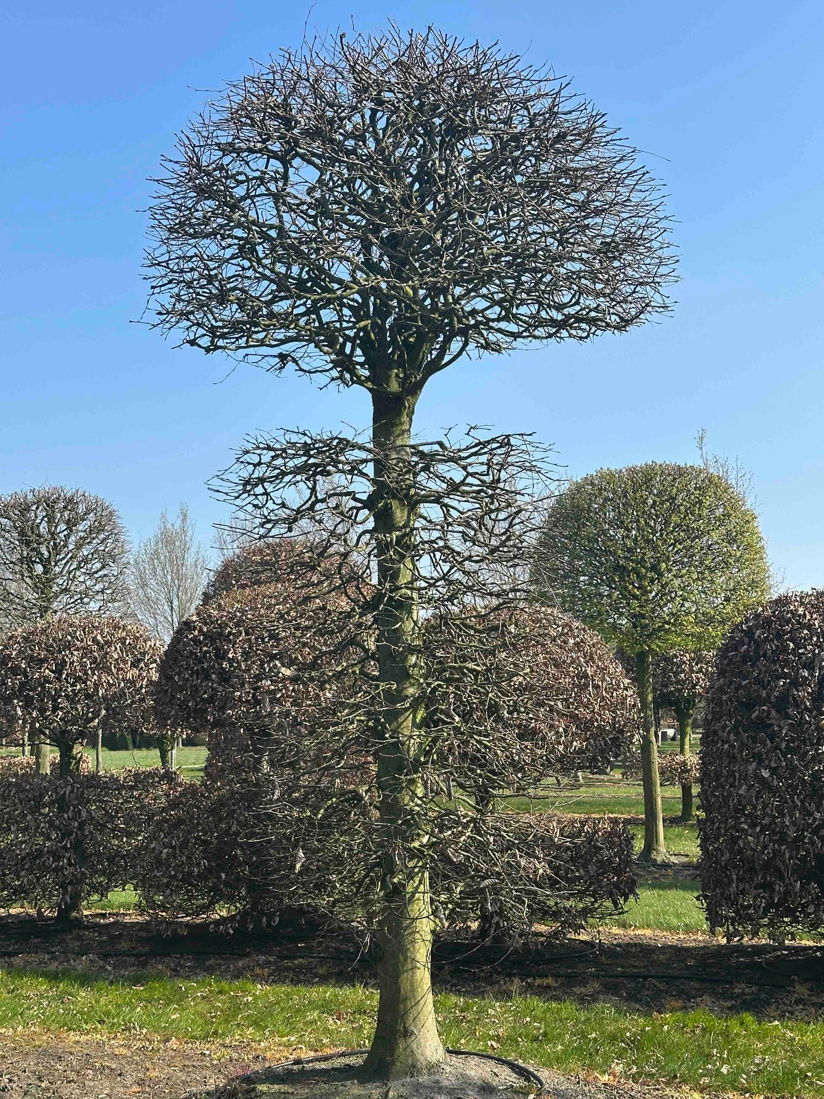 CB TOPIARY #156