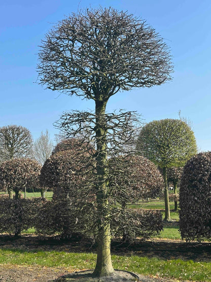 CB TOPIARY #156