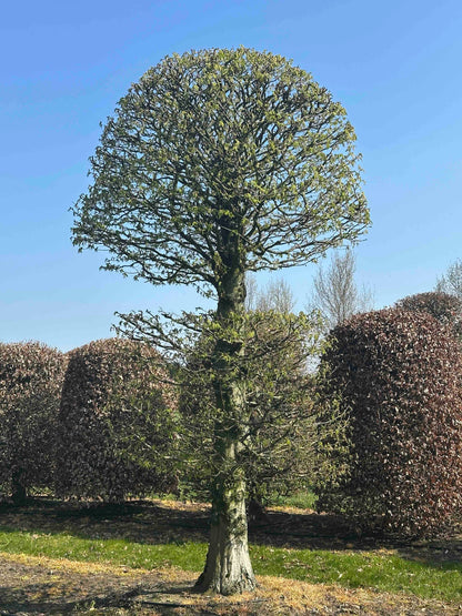 CB TOPIARY #153