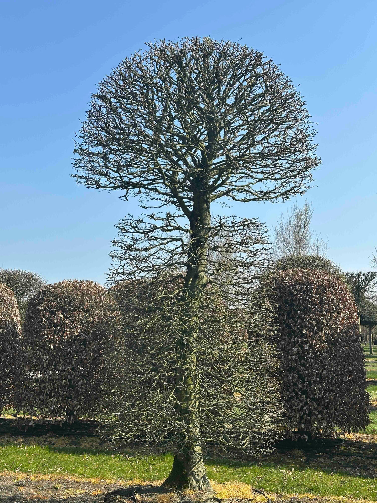 CB TOPIARY #152