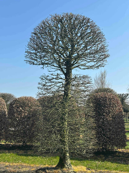 CB TOPIARY #152