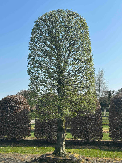 CB TOPIARY #151