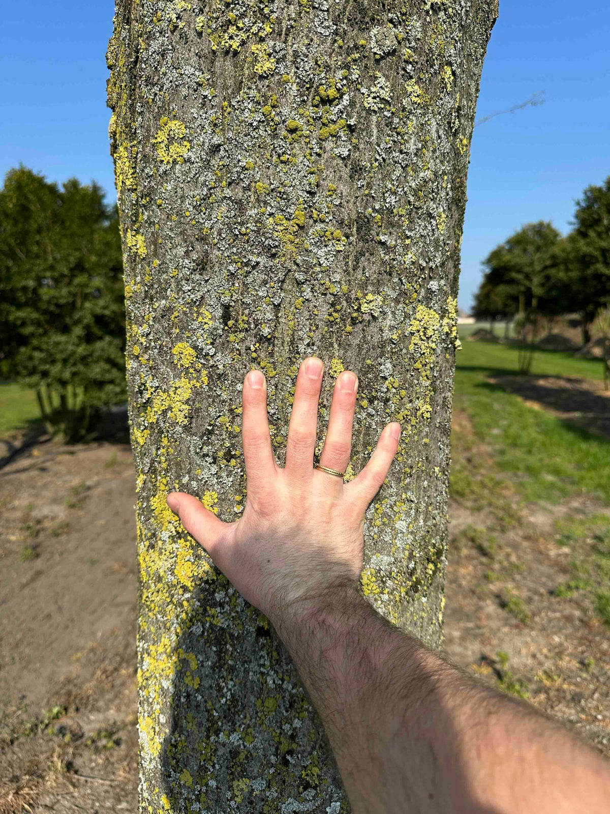 CBF TREE #003 - CBF TREE #019