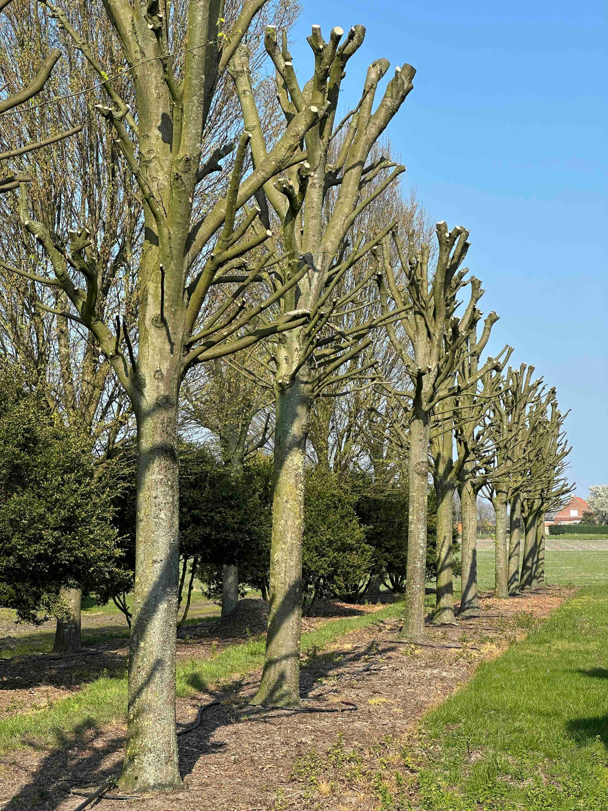CBF TREE #003 - CBF TREE #019