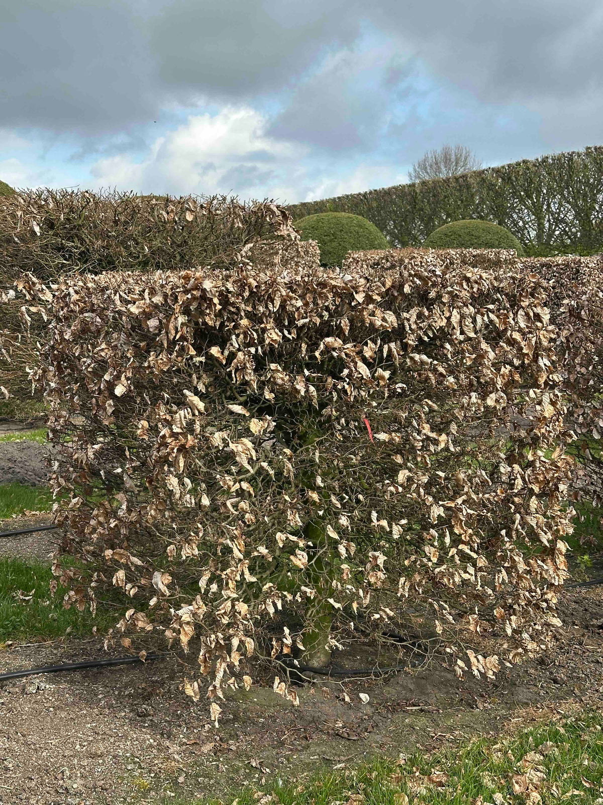 FS TOPIARY #005