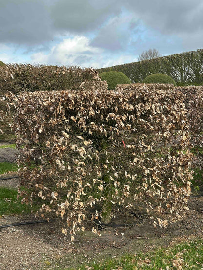 FS TOPIARY #005