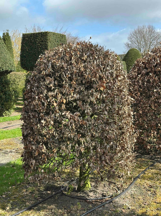 FS TOPIARY #029