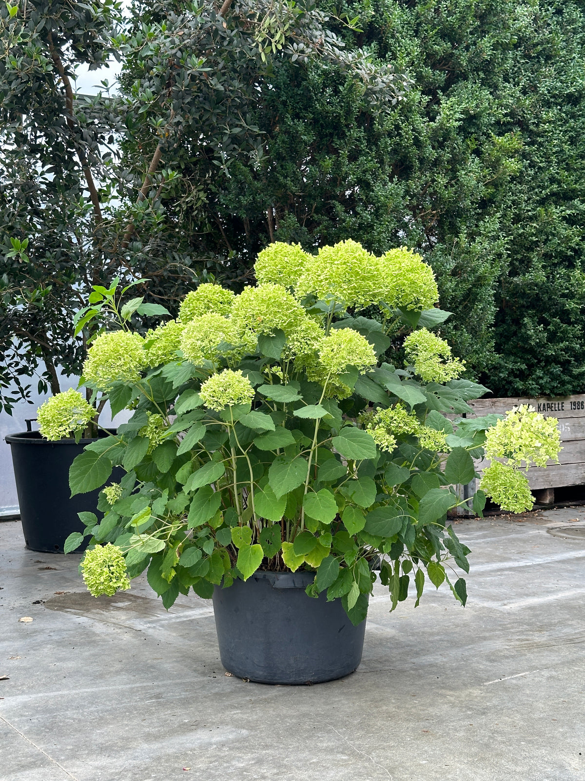 HA SHRUB #017
