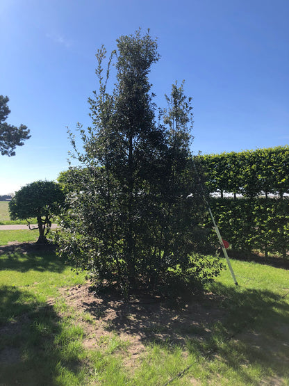 QI TREE #004