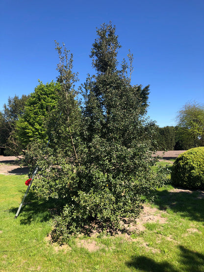 QI TREE #004