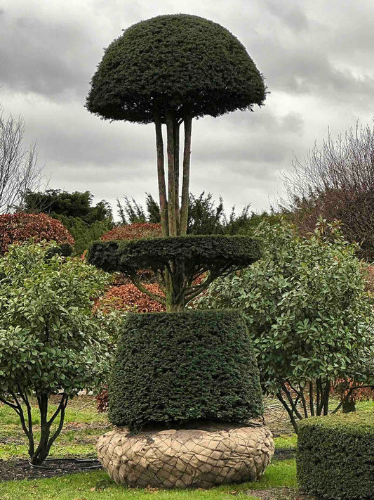 TB TOPIARY #1