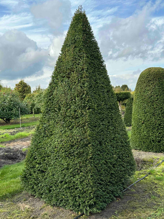 TB TOPIARY #318