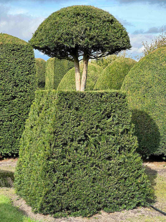 TB TOPIARY #310