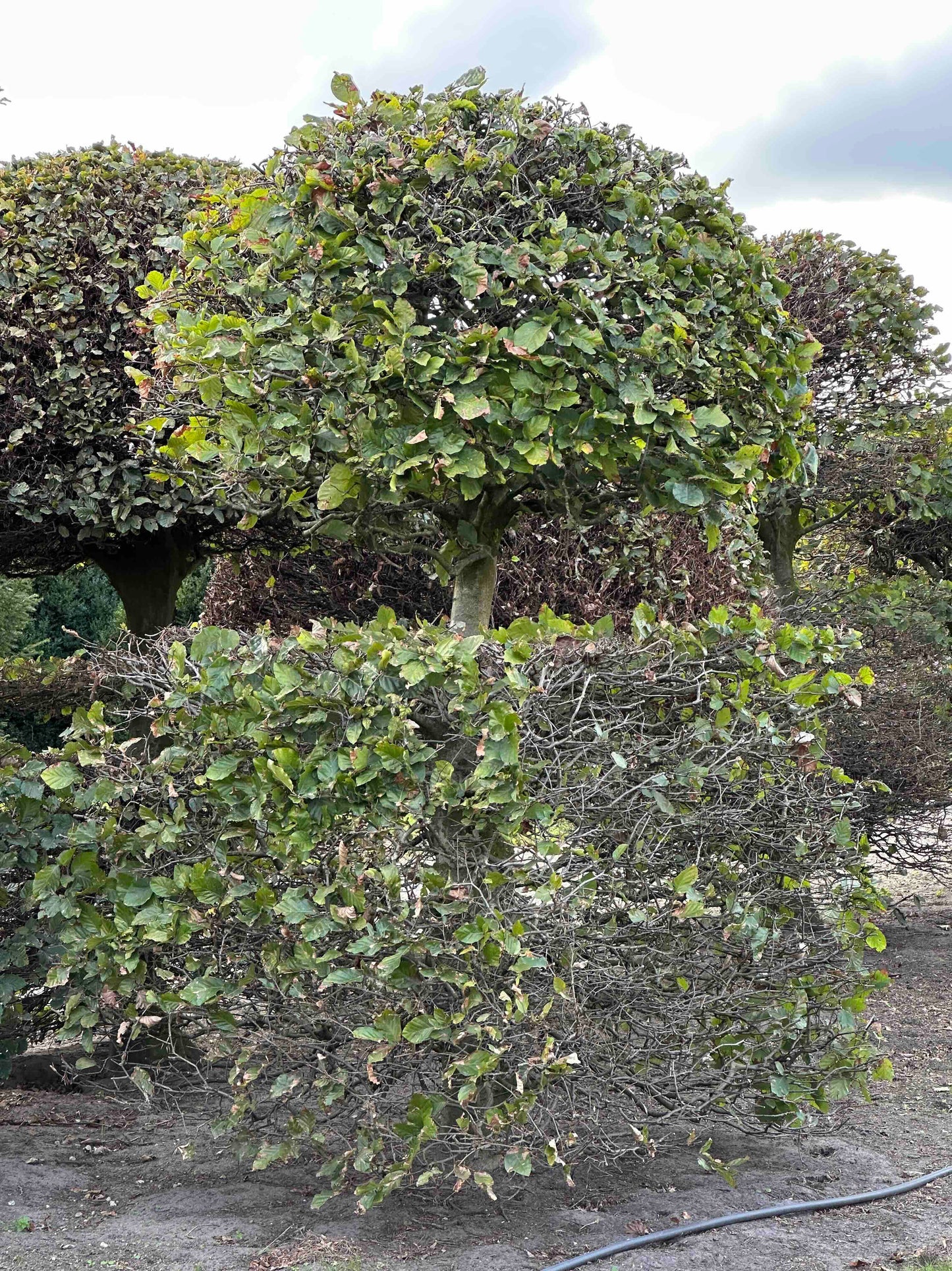 FS TOPIARY #159
