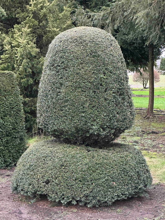 TB TOPIARY #398