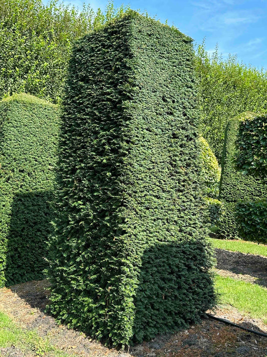 TB TOPIARY #056