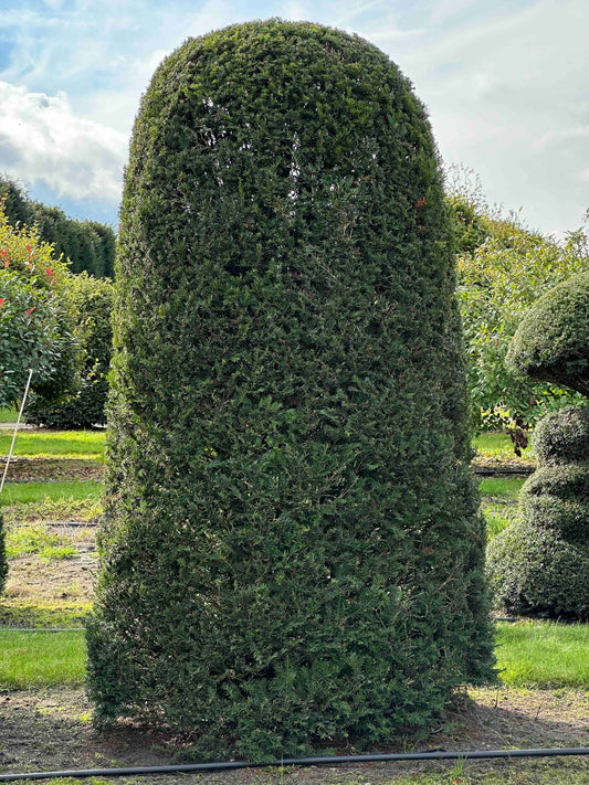 TB TOPIARY #323