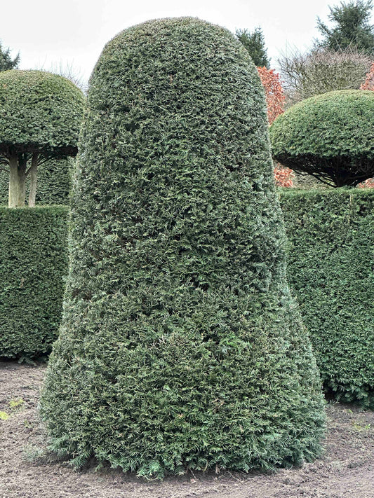 TB TOPIARY #119