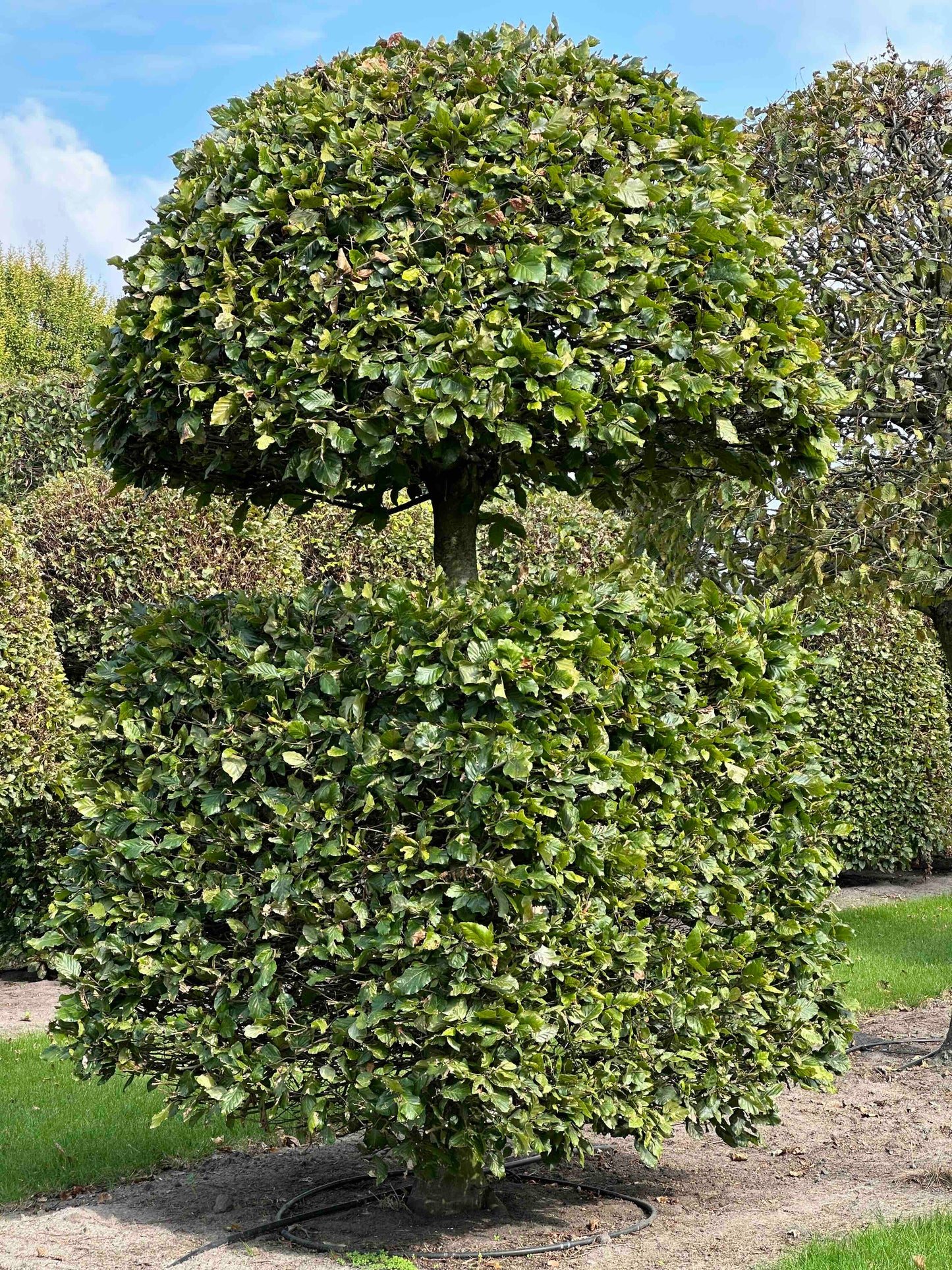 FS TOPIARY #101