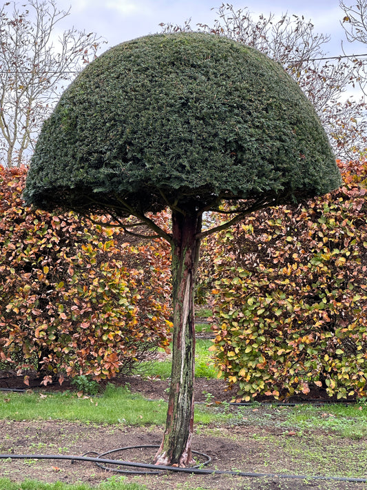 TB TOPIARY #535