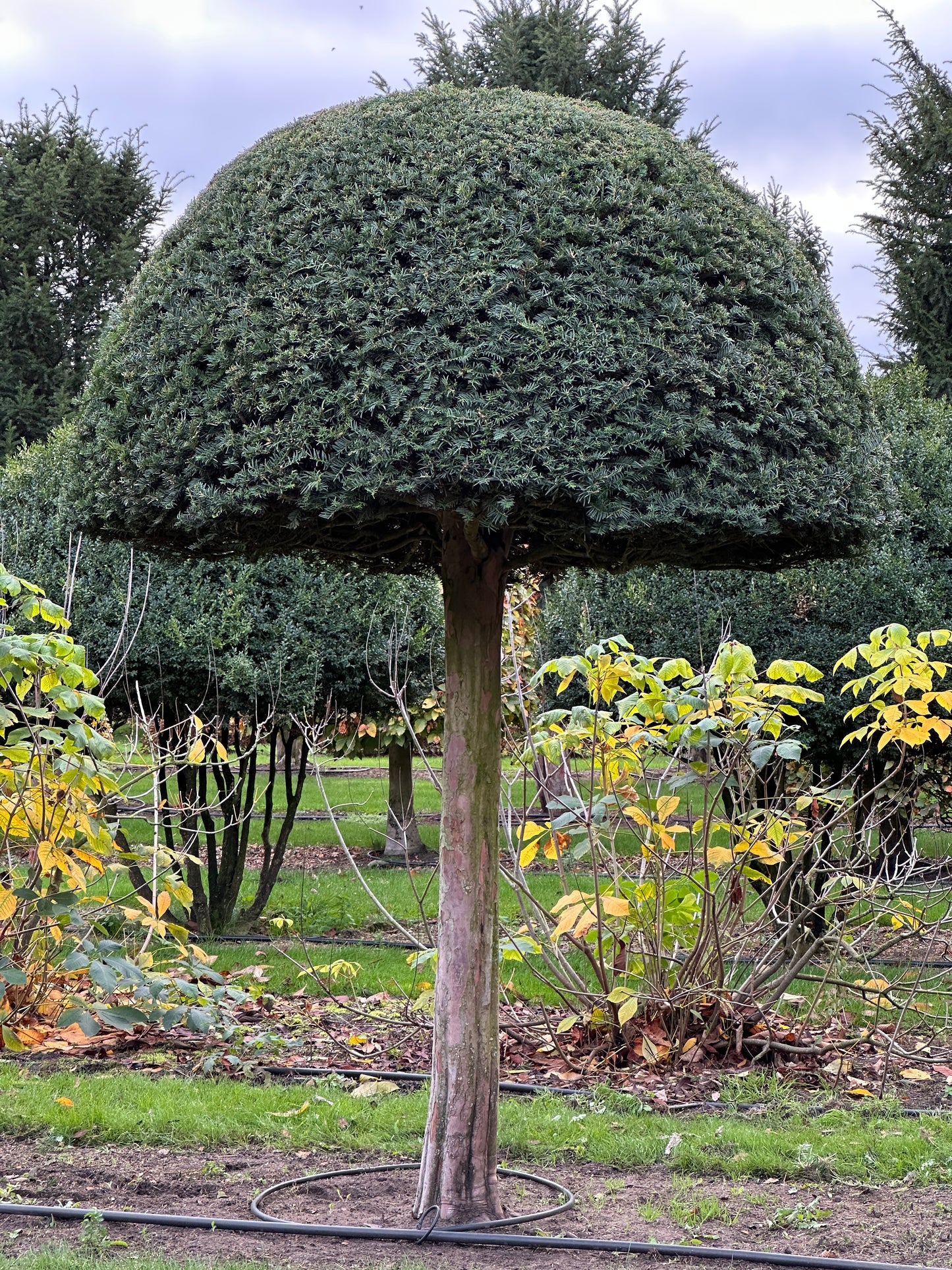 TB TOPIARY #573